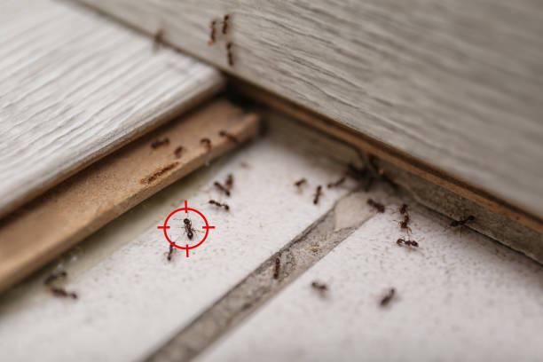 Best Spider Control Near Me  in New Wilmington, PA