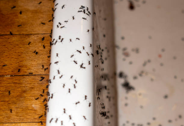Best Best Pest Control Companies  in New Wilmington, PA